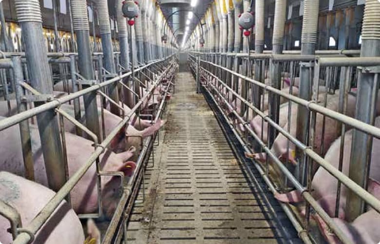 Верстати для запліднення