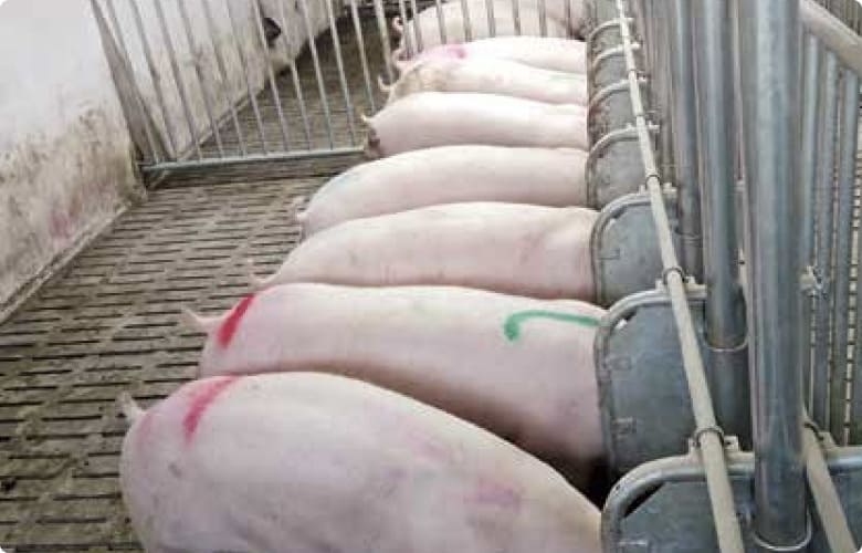 Роздільники групового утримання